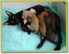 Nixie so fantastic with her babies