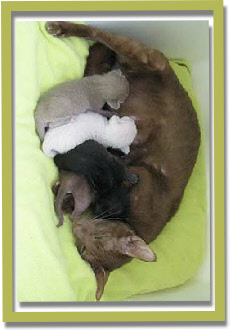 Sunee with her one week old kittens, 30.9.2012