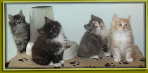 Leah, Hana Hinto, Kaleo & Nena