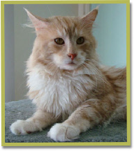 Our Ramses II