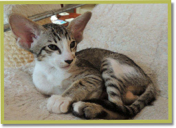 Miloh-Fol Umaki, 9 wk oud
