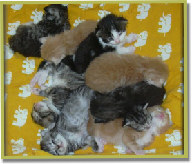 Alle babies / Bundle of joy