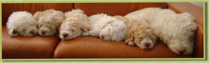 Verano, Varedo, Vezzano, Varzo, Vernasca & mom Natane