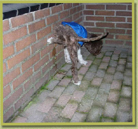 Gino, 18 weken oud en een wel heel stoere vent! Nu al? Ja, dus.... /  Gino, 18 weeks old and mucho macho! Already? Yes....