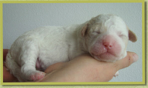 1 week old