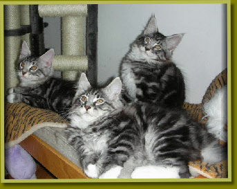 Jesten, Diesel & Jaro 