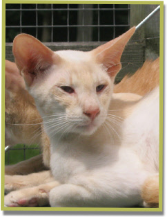 Manalishi's Hellboy, creme point SIA. 23 februari 2012
