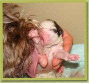 Serino being born
