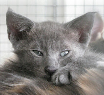 Atuanya lijkt wakker maar slaapt / He looks awake but does sleep.