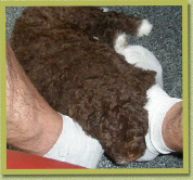 DE plek voor Lagotto puppies / The place to be for Lagotto pups