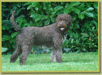 Avella, Asanova's very special girl