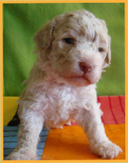 Deirdre 4 wk oud