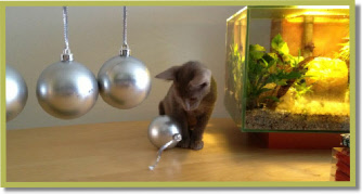 Asana's Sunan in Kerstsfeer, 10 wk oud