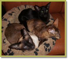 Olivia, Nixie en Sumalee