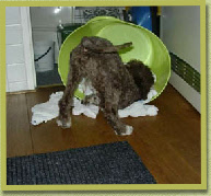 Vroeg aan de voorjaarschoonmaak  /Busy doing early Spring cleaning.