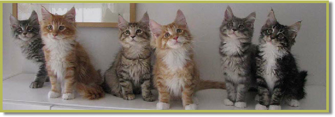 kittens 12 wk oud 21 8 2013 