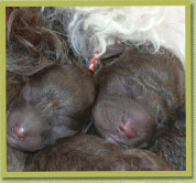 Avella, links & Orso, rechts
