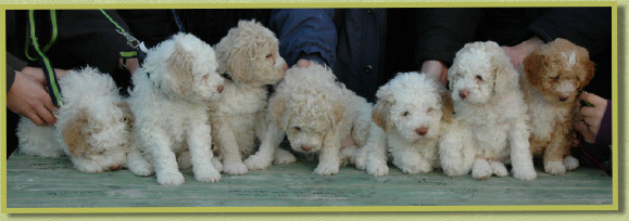 Puppies Natane 2010