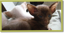 Decha, 5 wk