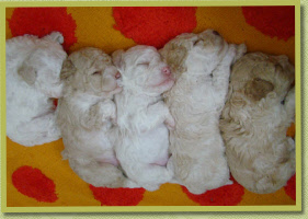 Pups like spoons