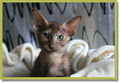 Asana's Sumalee aka Sane, our chocolate tortie sweetie,  January 2014