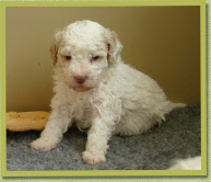 Buchanan, 4 wk