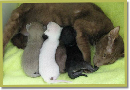 Sunee with her one week old kittens