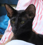Miloh-Fo Onyx, 'Nixie'