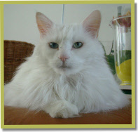 Ch. Baslatan's White Chersti (MCO w 61)