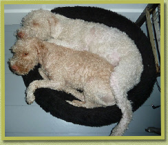 Aphra & Buchanan, dikke maatjes in zomerjas 2012