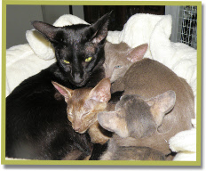 Oma Nixie met babies van Sunee
