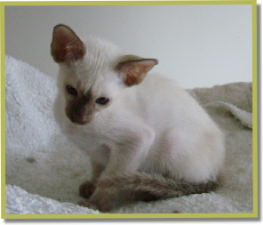 Asana's Rak, 12 wk oud. 