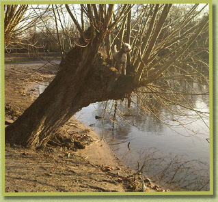 The lord in his castle, oops tree!