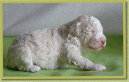 Deirdre, 2 wk oud