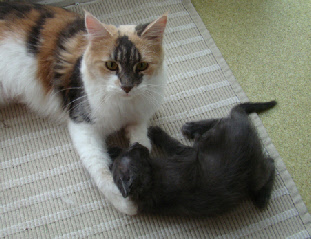 Surrogaat mam Iskay heeft de kittens weken gevoed, verzorgd en vertroeteld.  Surrogate mom Iskay playing with Atuanya