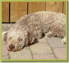 En dan genieten van een tukkie in de zon  /And then enjoying a nap in the sun