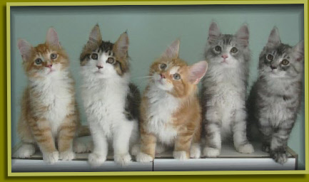 Fedar, Fico, Ferron, Ferris, Fridel