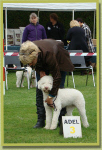 2 juli 2011 Lagotto Clubmatch geshowd door Giena