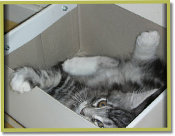 Jonte, peekaboo