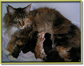 Gwen with her kids. Sadly the red one did not make it.