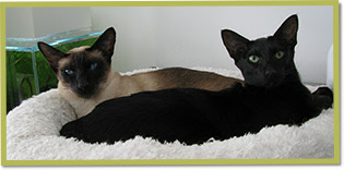 Olijf & Nixie  14 sept 2012