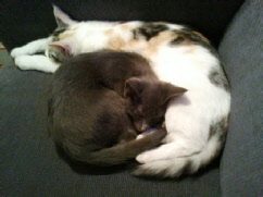Ook Wanja heeft een kittenvriendinnetje. Zij is een weekje of 6 ouder. Dikke maatjes zijn ze ondertussen.