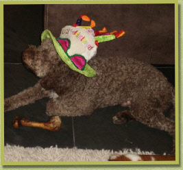 Jip, 1 jaar oud!
