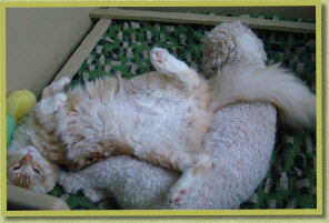 "Heer Zool, daar liggen pups onder, hoor!" / "You nutcase, there are pups underneath!"
