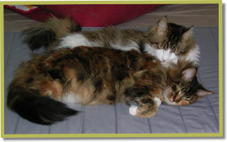 Gwen wordt door Ferris gesteund vlak voor de bevalling van haar  drie moppies. / Ferris supporting Gwen just before her giving birth to her three sweeties