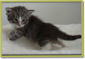 Baby Burleske