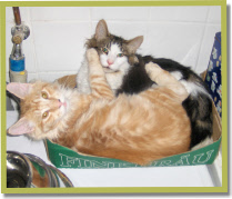 Asana's Awann*Stanza en Asana's Bel Canto wonen samen. These guys live together.