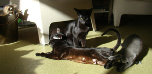 Mom Nixie playing with Mailai, Atuanya under the watchful eye of Mirantibus, do you see him?
