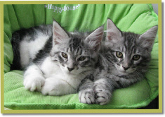 Lindo & Ameno zo moe