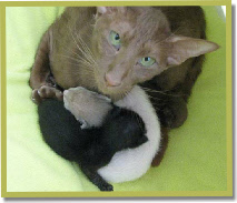 Sunee, such a sweet, sweet girl!with her one week old kids